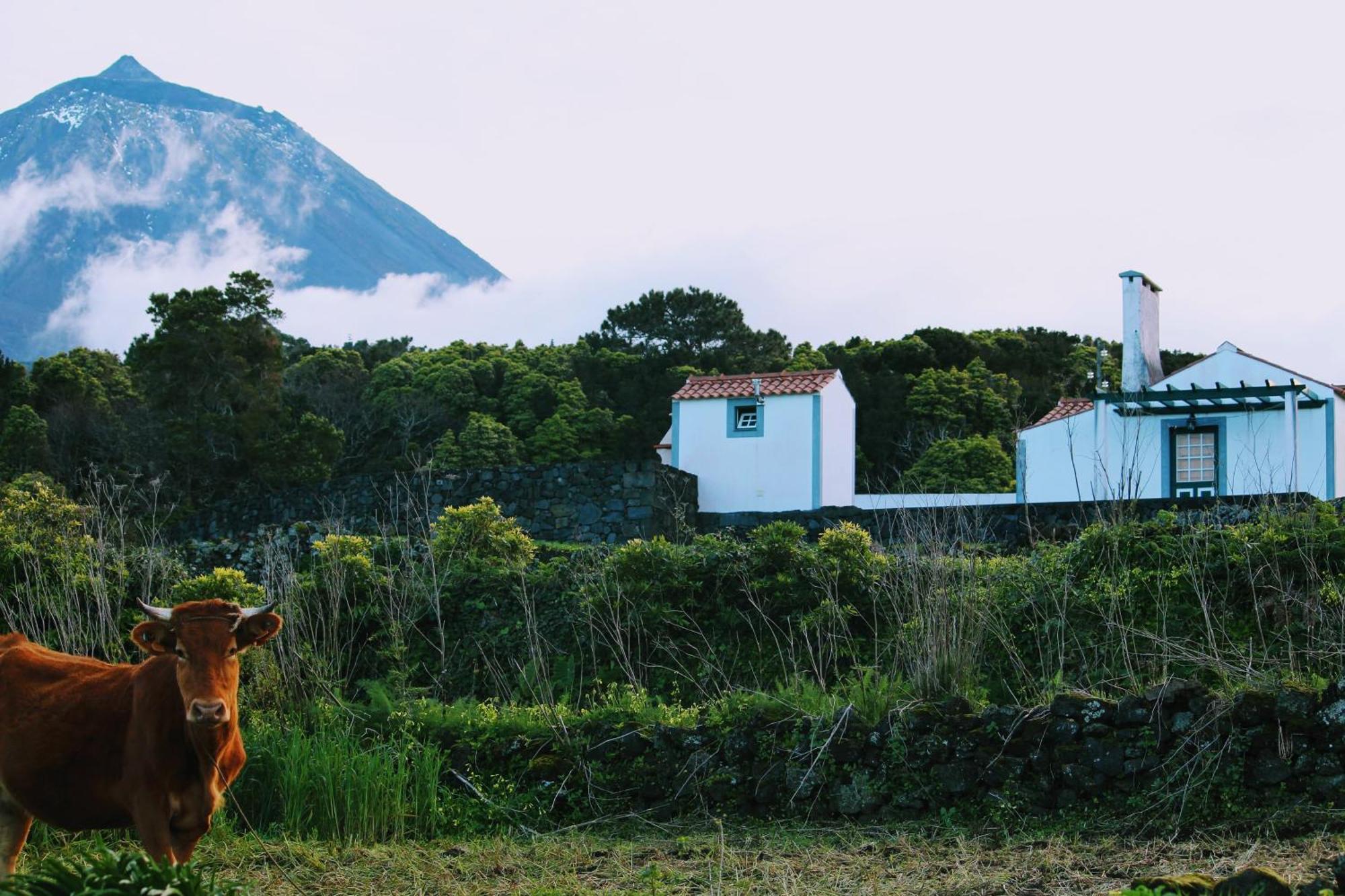 Casa Do Paim Villa Sao Roque do Pico Luaran gambar